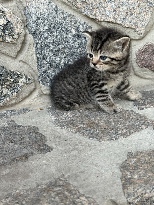 Кошенята британські