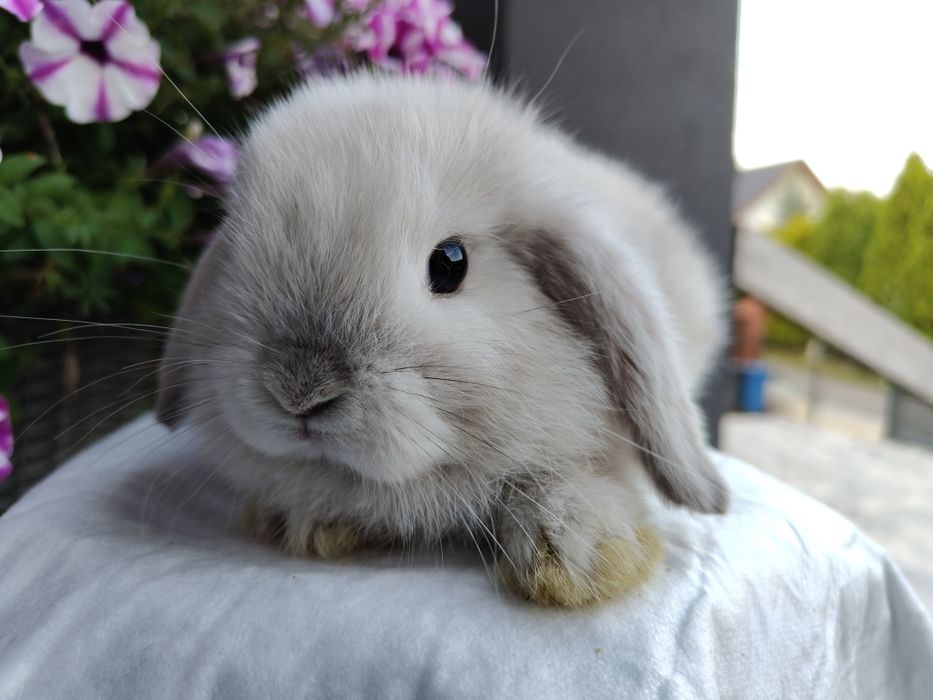 Mini Lop królik gotowe do odbioru