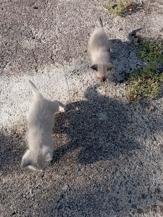 Gatinhas para adoção