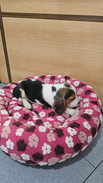 Beagle fêmea tricolor