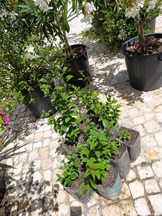 Lote 10 arbustos Ligustrum japonicum (ver descrição)