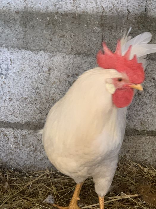 Galo Leghorn branco