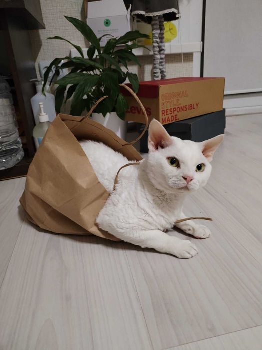 Девон рекс в'язка