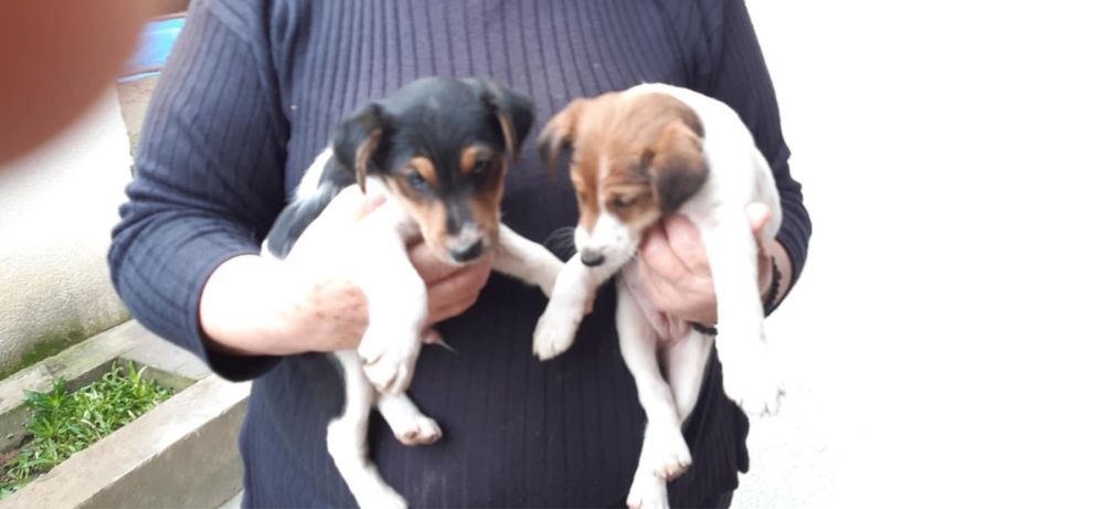 Фокстерєри цуценяти