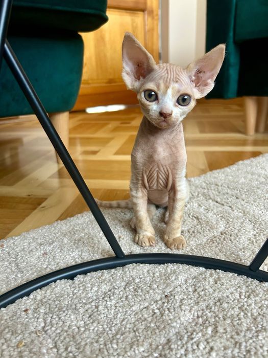 DEVON REX - kocurek -RUDY