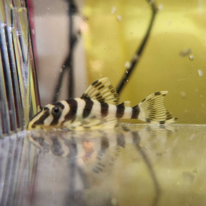 Пекольтія Компта Л134 (Peckoltia compta l134)