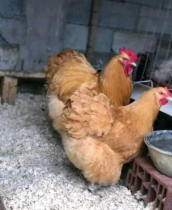 Jaja,jajka lęgowe  orpington, barnevelder,Brahma