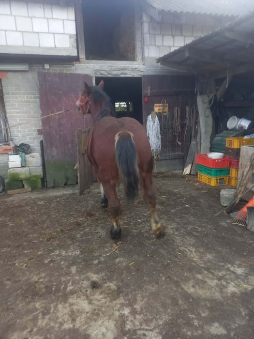 Źrebak sprzedam źrebaka