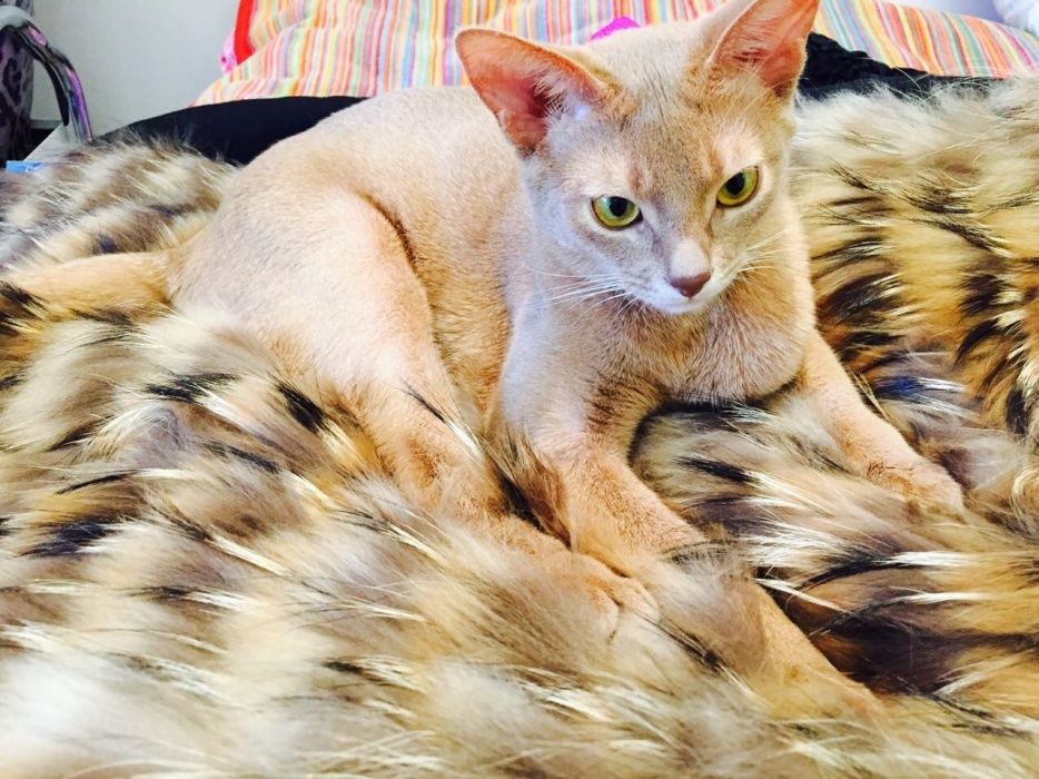 Абиссинская девочка редкого окраса .