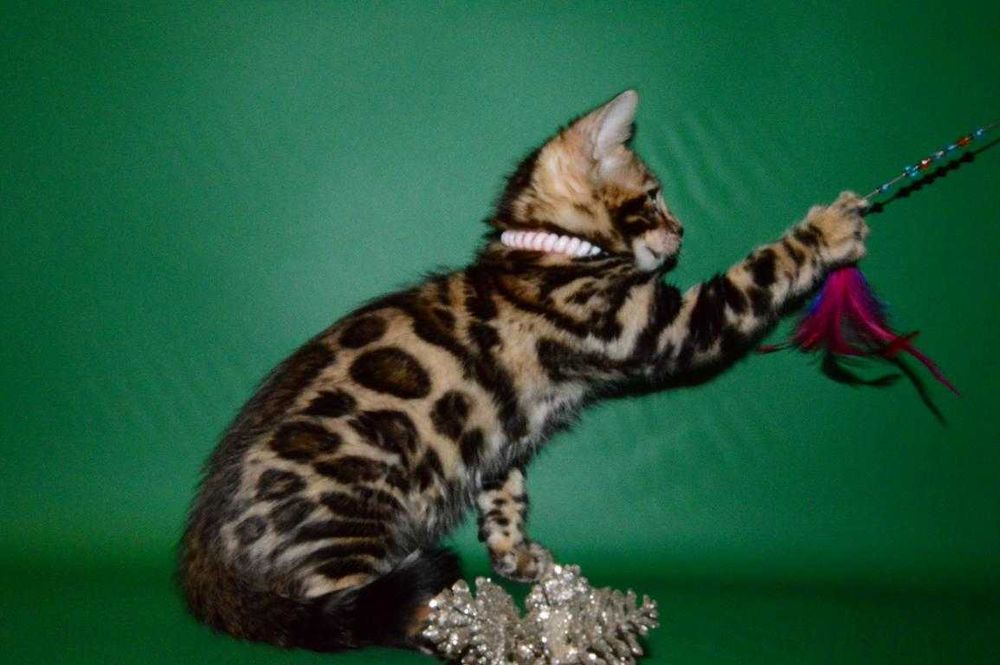 Красавчик мальчик. 2,5 мес. Питомник