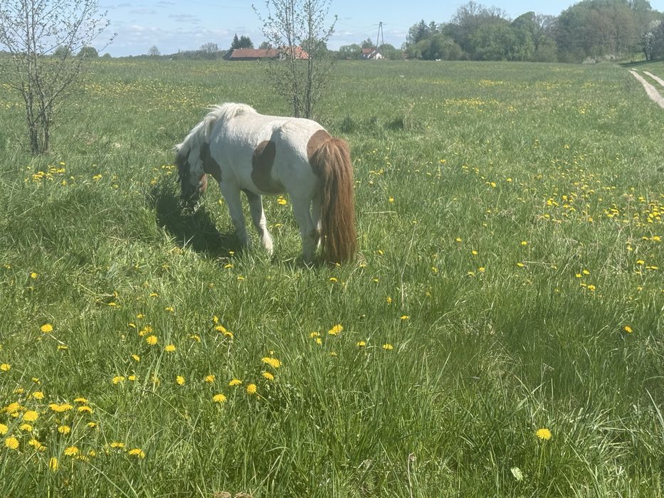 Zamienię lub sprzedam ogierka z licencją