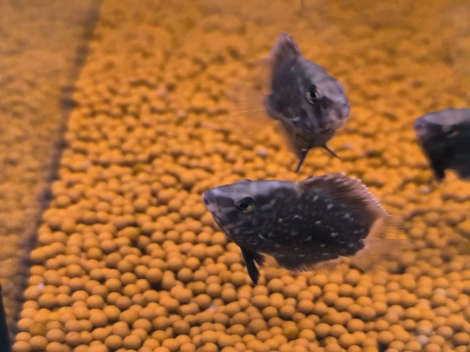 Uarus Amphiacatoides