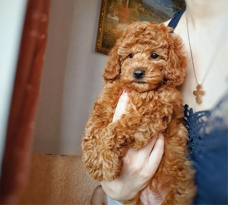 Солодкнька карамелька ТойПуделішка