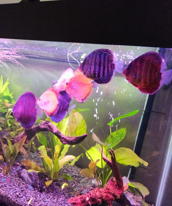 Paletki dyskowce 6 sztuk za 400zl