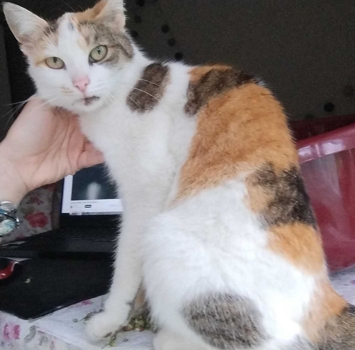 Zaginęła Kotka Ajsza