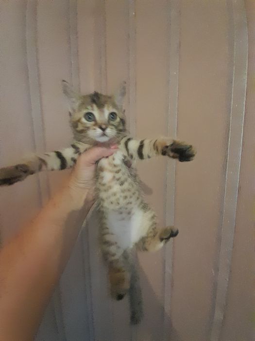 Кошенятко в родину