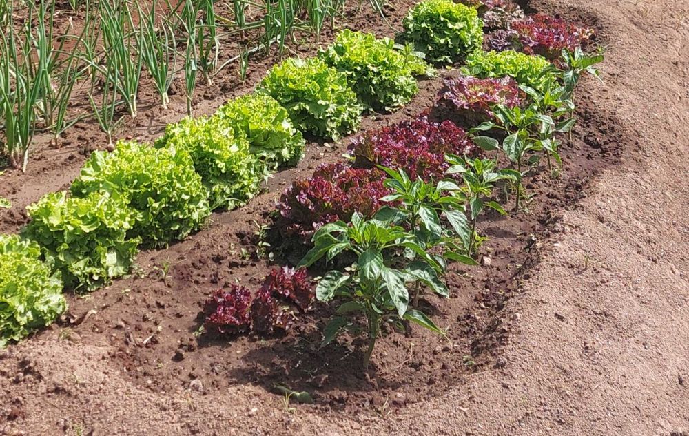 Venda de produtos horticulas biologicos