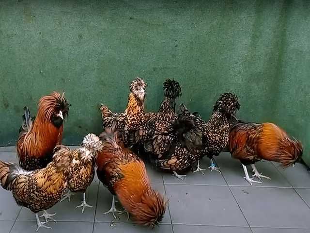 Яйце на інкубацію, курчата, Падуан: золото, фарфоровий.