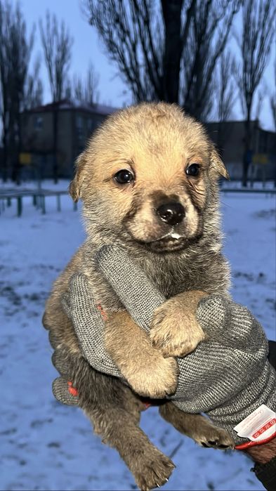 Терміново цуценята шукають родину.