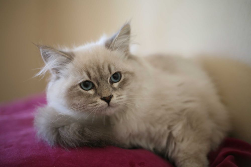 Kocurek Neva Masquarade