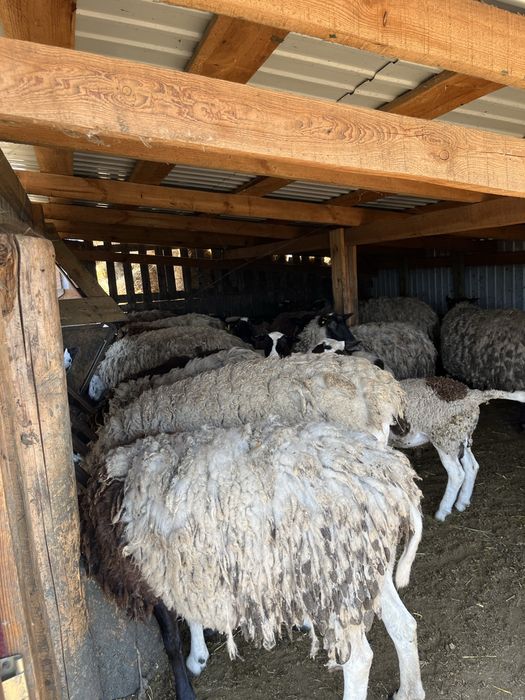 Бараны дорперы 75% живым весом