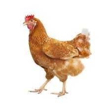 Інкубаційне яйце курей Редбро