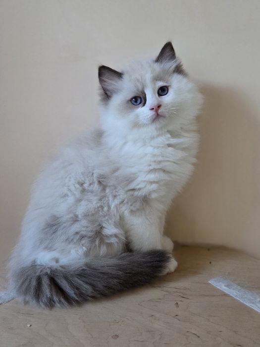 Ragdoll kocurek FPL