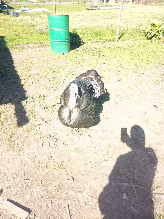 Perú criado ao ar livre