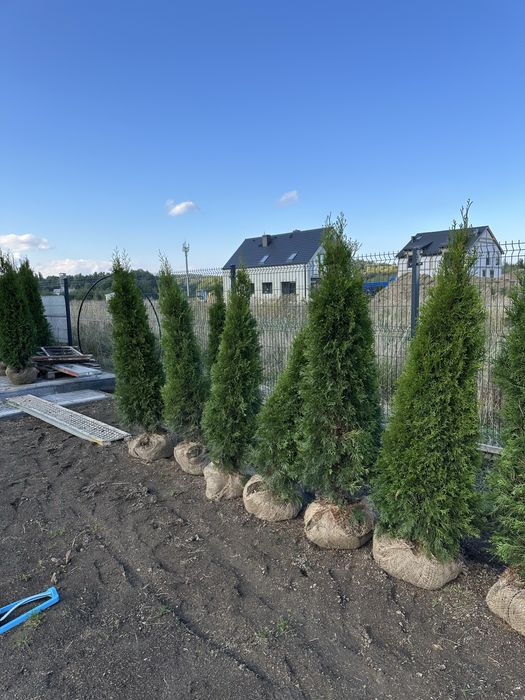 Tuja tuje szmaragd TRANSPORT SADZENIE kora świerk srebrny
