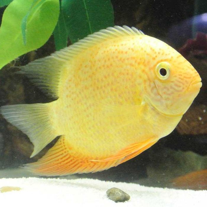 GB Pielęgnica Severum GOLD - dowóz ryb!