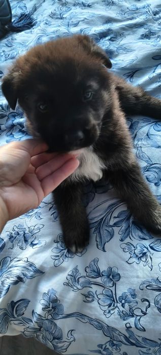 Szczeniaczki po labradorze