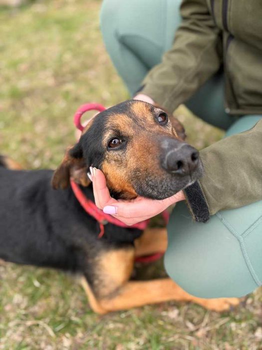 095810 Pluto do adopcji