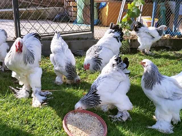 Інкубаційне яйце курей Кохінхін: колумбія, спліш, циплята