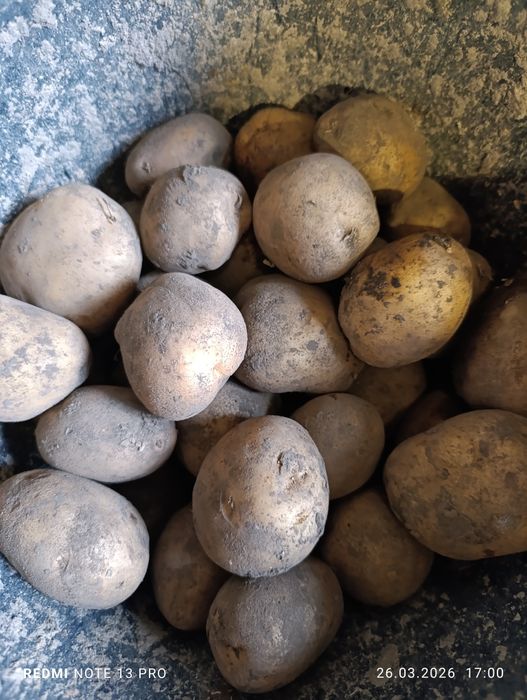 Картопля рів'єра