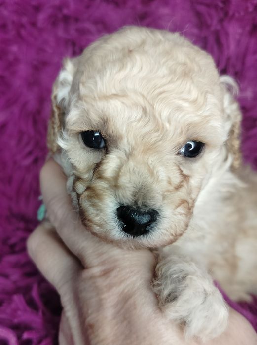 Pudel Toy/Miniatura w kolorze creme-apricot.

Rodzice maluszków to m