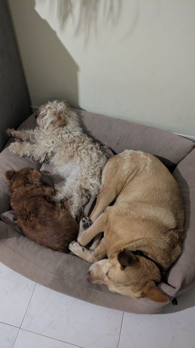 Estadia familiar para cães / Quinta do Conde