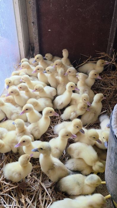 Kaczki piżmowe francuskie