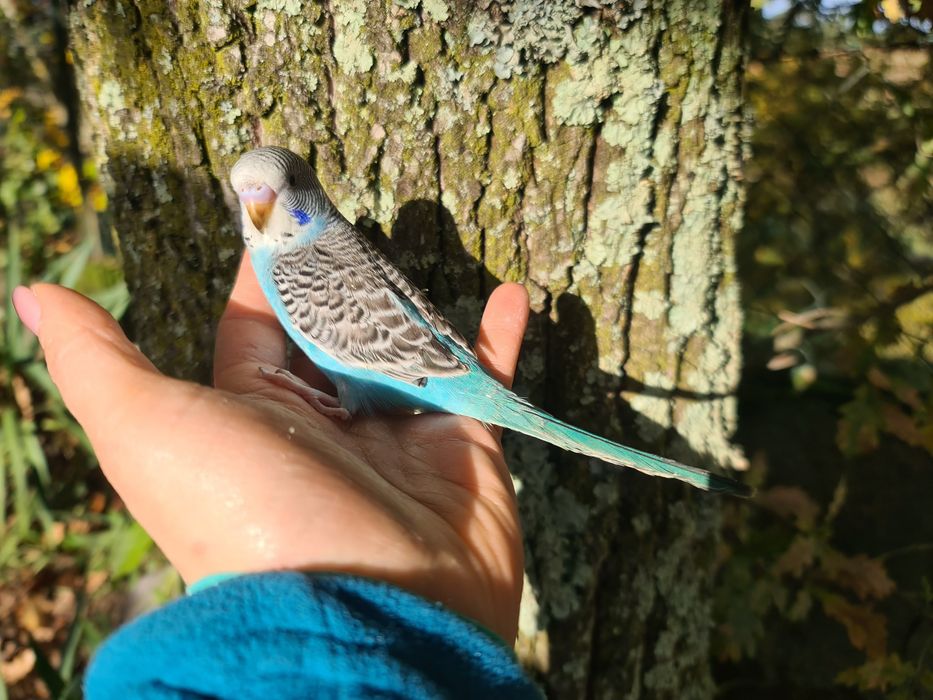 Periquitos Domésticado muito meigos