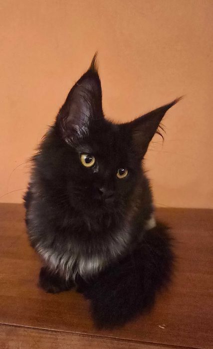 Czarna panienka Maine Coon