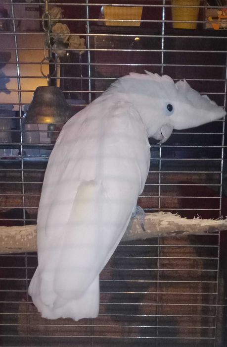 Vendo Cacatua fêmea