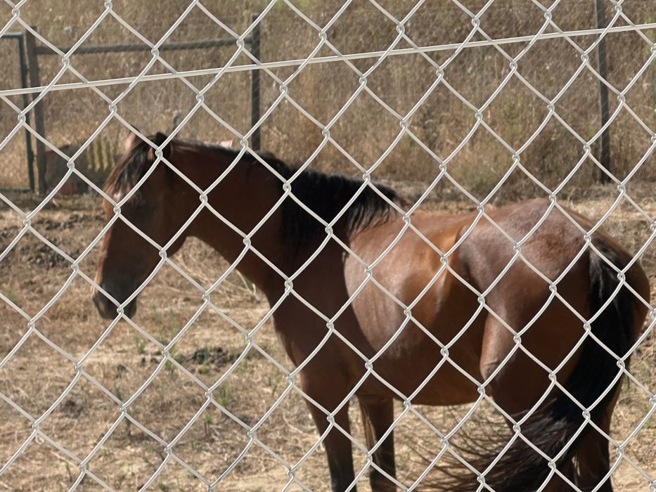 Égua cruzada com documento