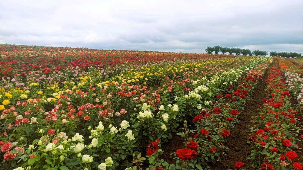 Саженцы роз в тубусе с землей + Подарок