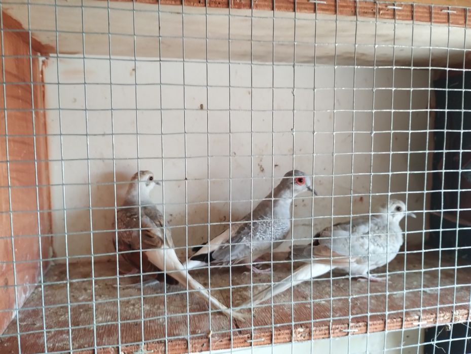 Sprzedam gołąbki diamentowe