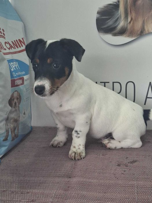 Cachorro Jack Russel TOP