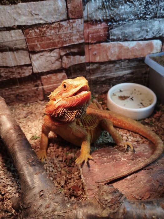 Agama brodata czerwona