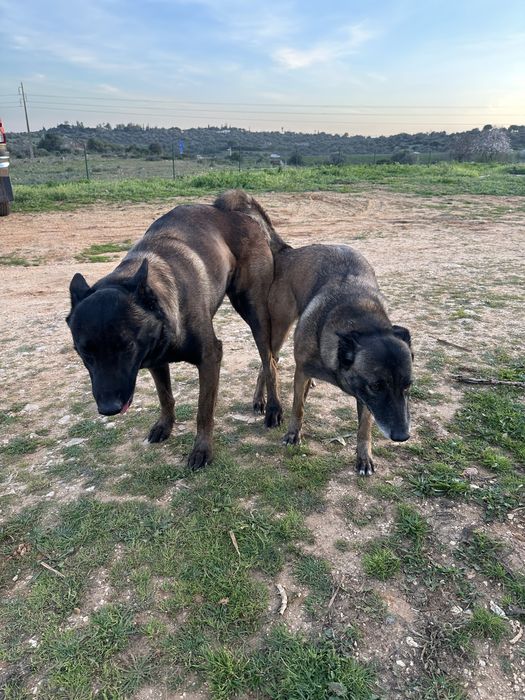 Femea Pastor Belga Malinois