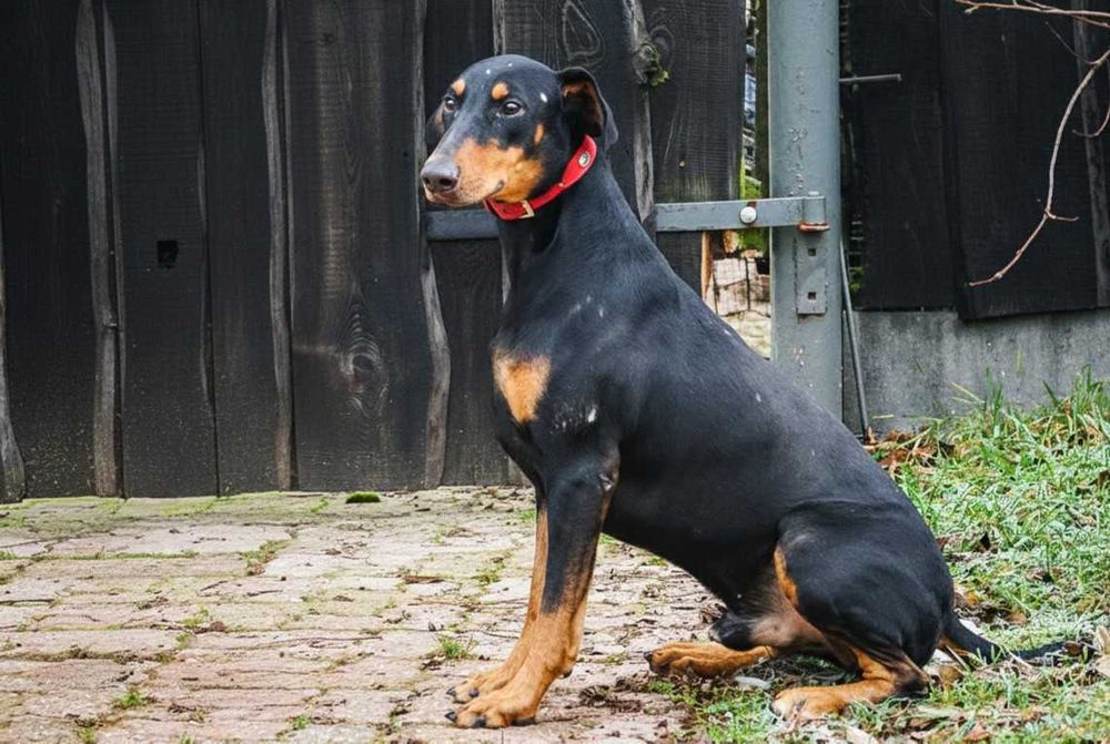 REGON - piękny pies w typie doberman