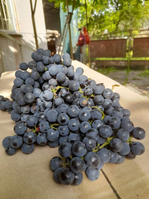 Продам виноград Ізобелла