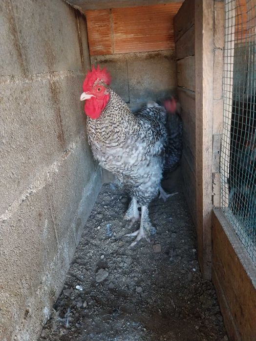 Ovos de galinhas Maline