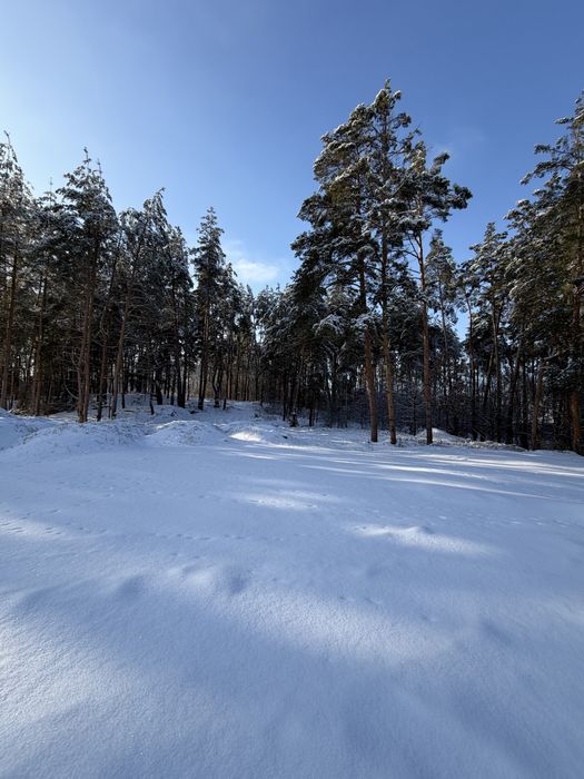 Ділянка у сосновому лісі 8-10 соток с. Ходосівка Новообухівська траса